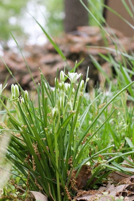 white flowers