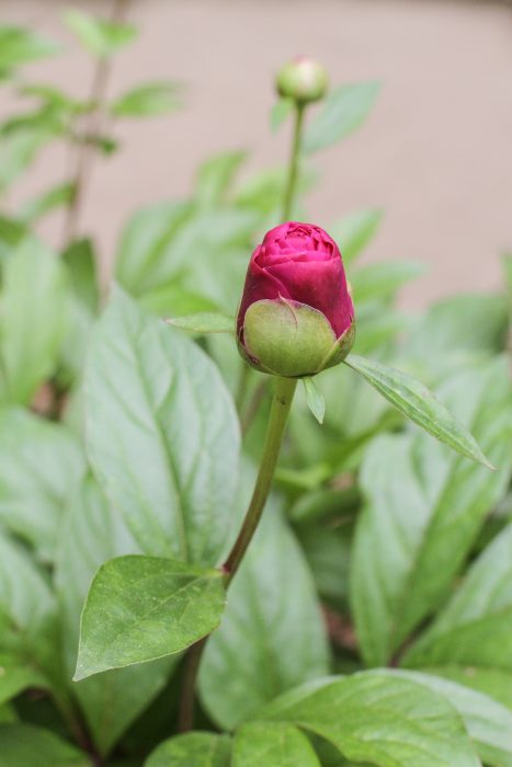 Pink peony bloom