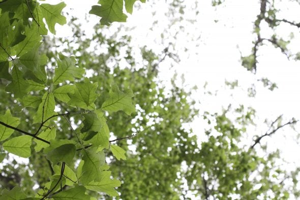 oak leaves