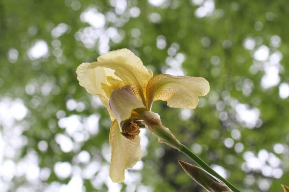 yellow iris