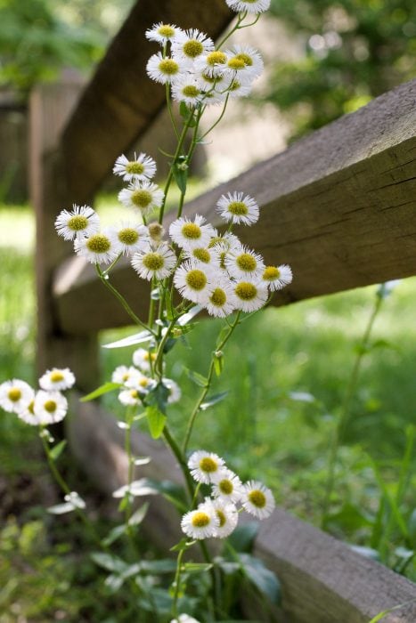 wildflower daisy