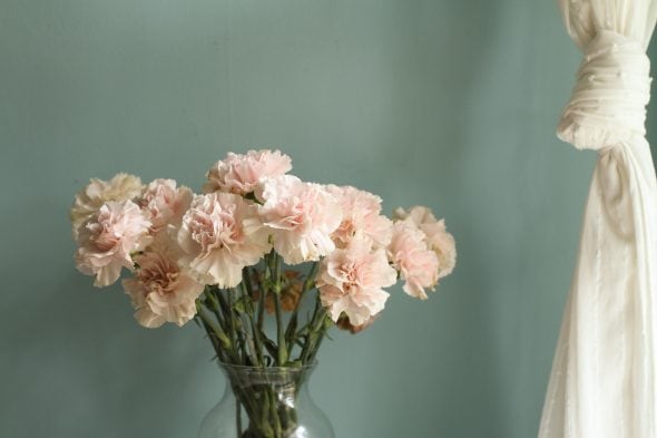 pink carnations