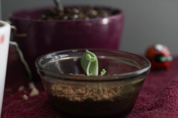 cacti baby