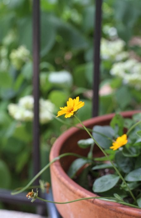 yellow perennial