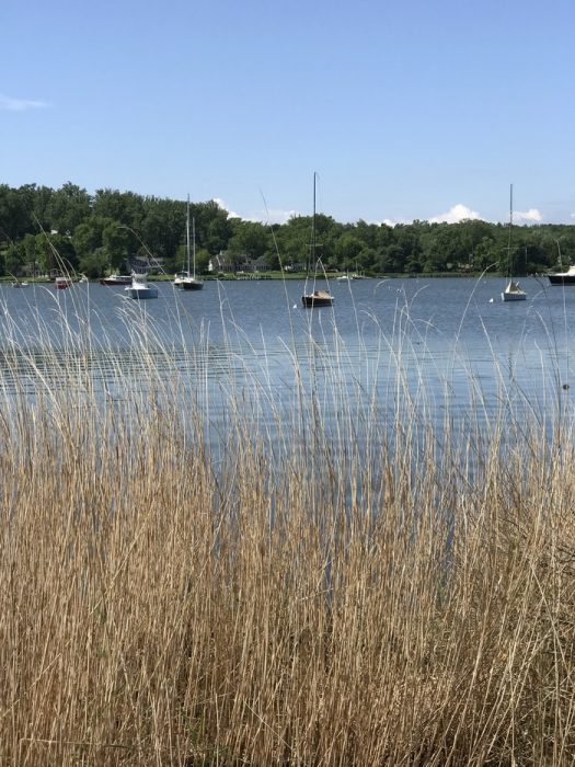 brown grasses