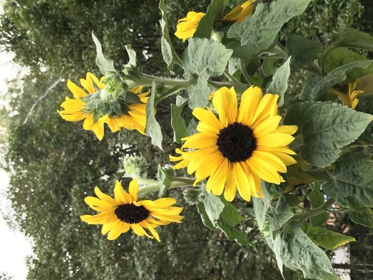 sunflowers
