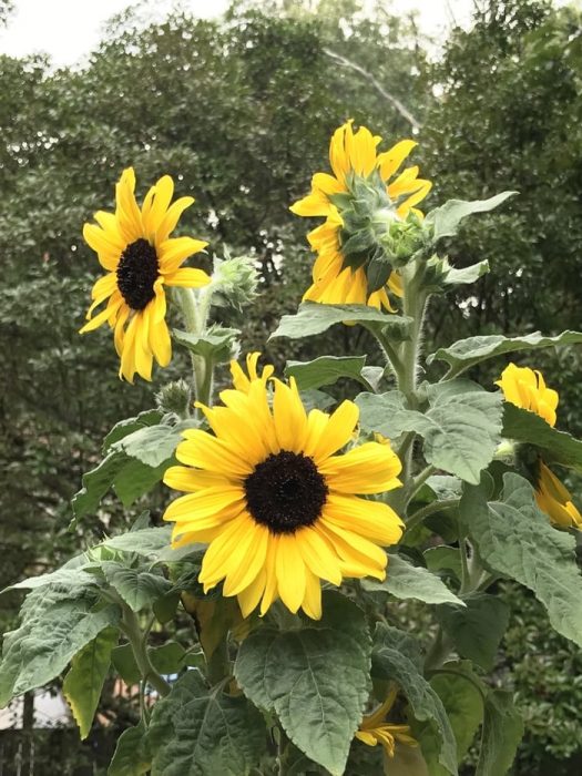 sunflowers