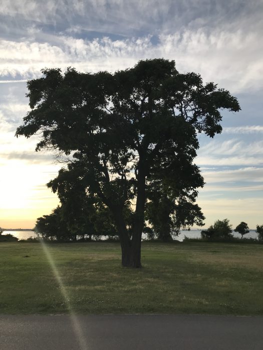 tree at sunset