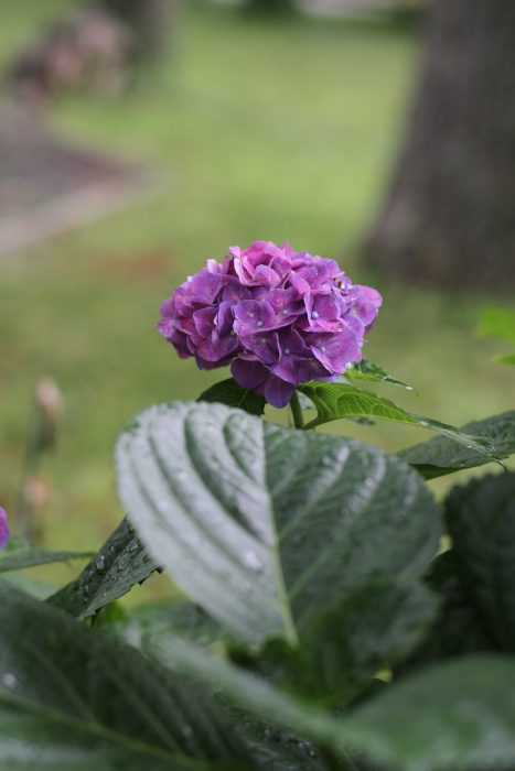 purple hydrangea bloom
