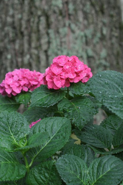 pink hydrangea blooms