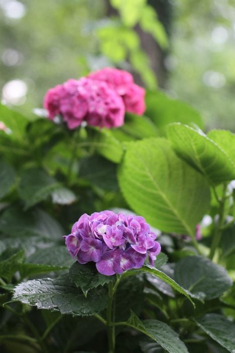 purple and pink hydrangea blooms