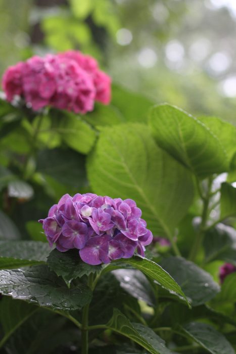 pruple and pink hydrangea blooms