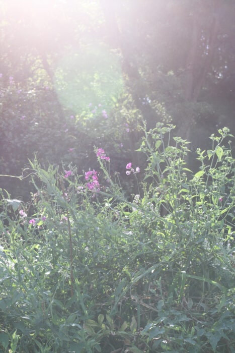 sun and flowers