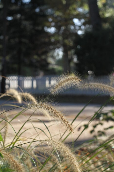 grass in morning sun