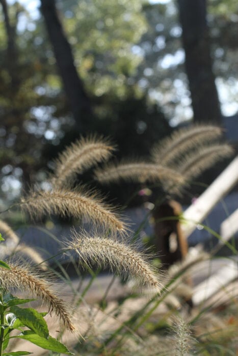 grass in morning sun