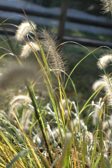 grass in morning sun