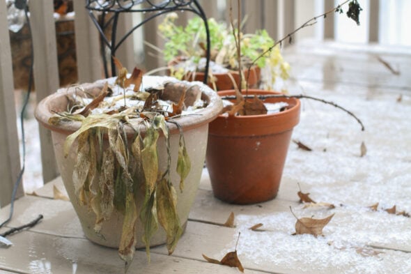 empty plant pots