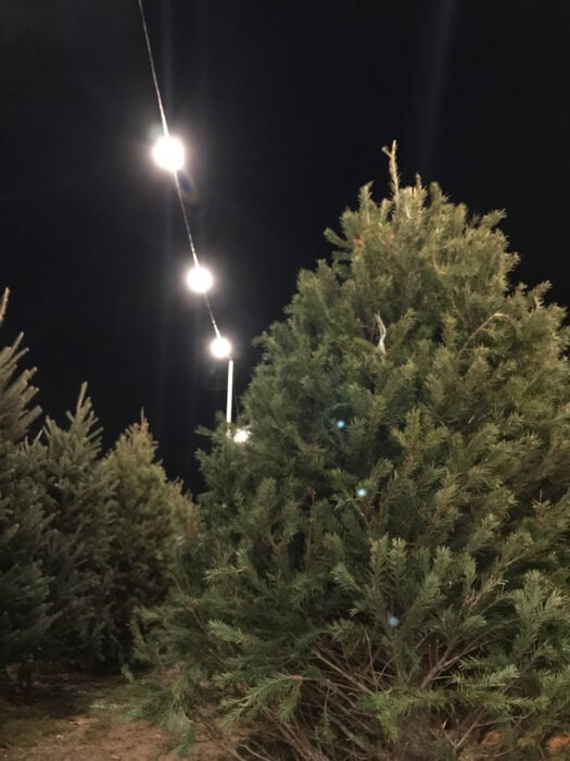 Christmas tree shopping