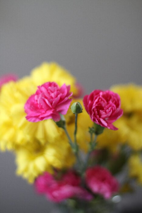 pink and yellow flower