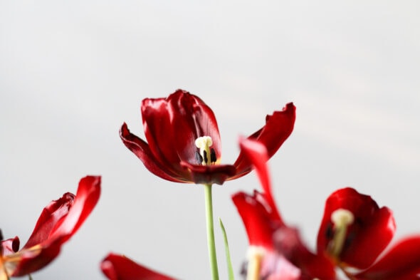 open tulip