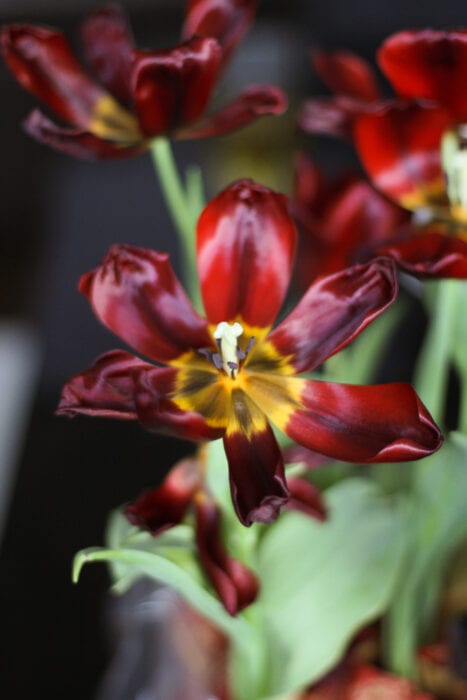 open tulip