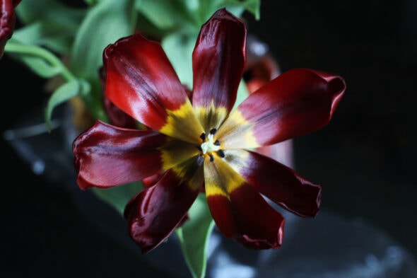 open tulip