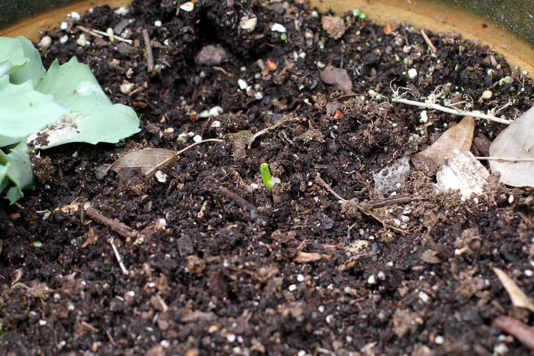 regrowing green onions