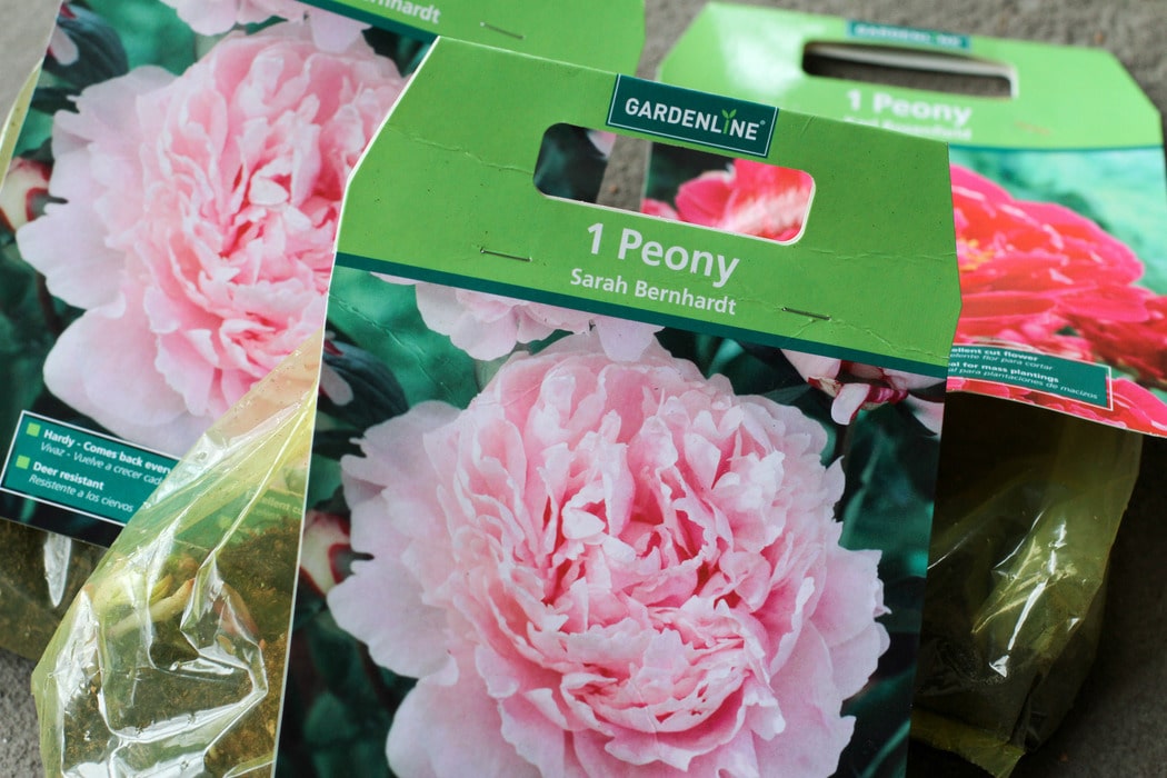 Aldi peonies