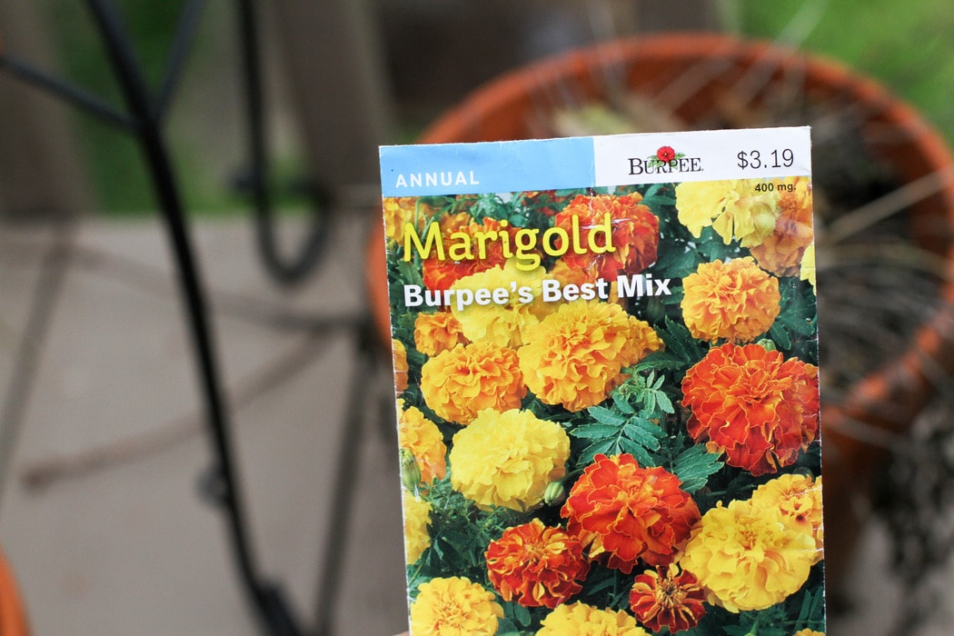 marigold seeds