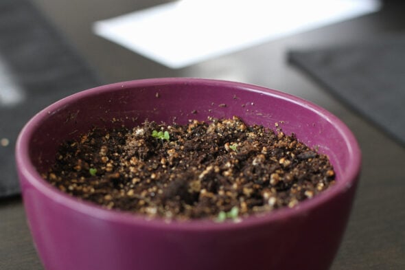 basil seedlings