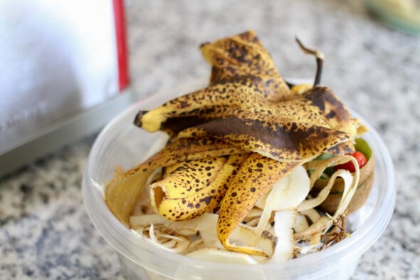 spotted banana peels for compost