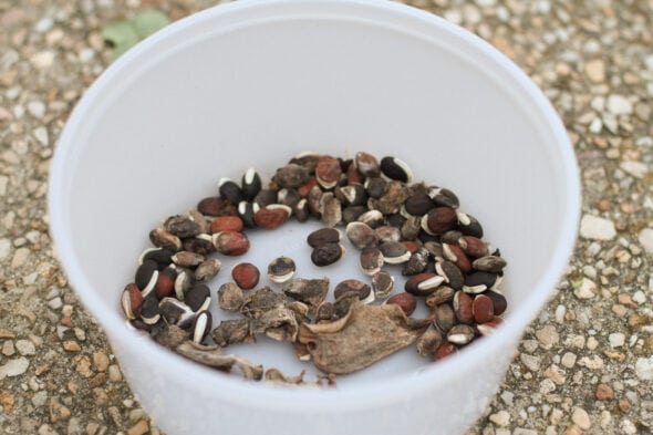 purple bean hyacinth seeds