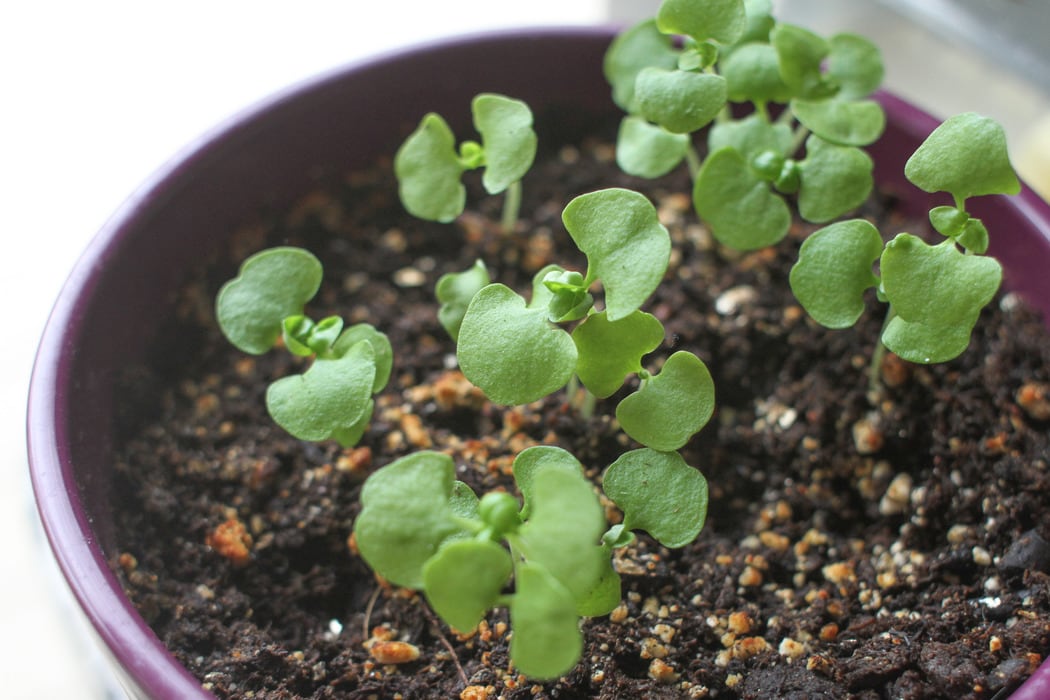 baby basil plants