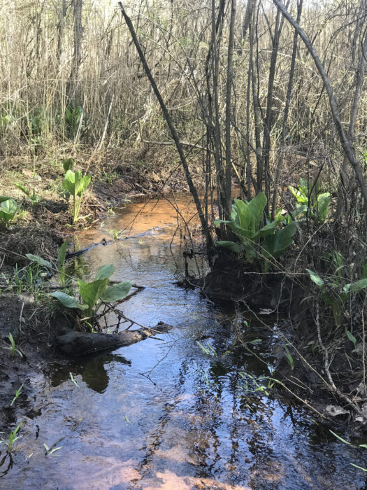 sunny stream