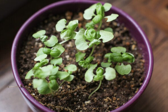 baby basil plants
