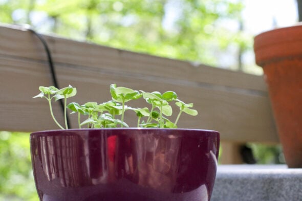basil seedlings