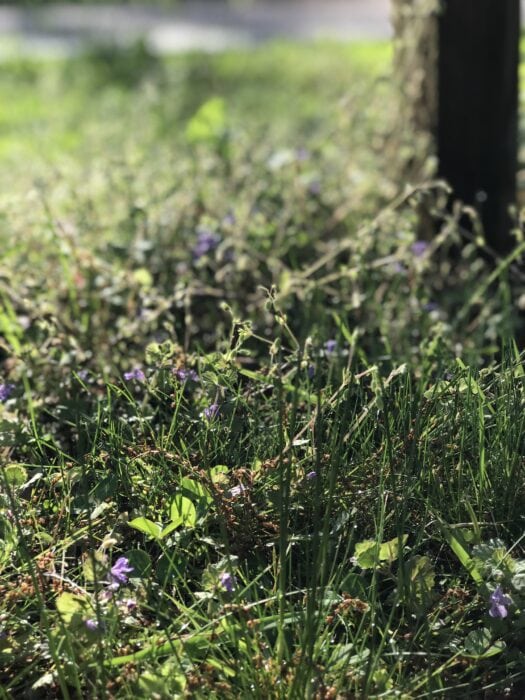 wildflowers in morning sun