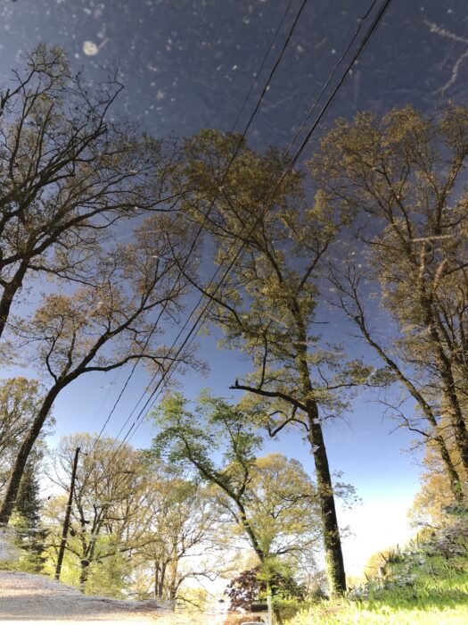 sunny puddlegram