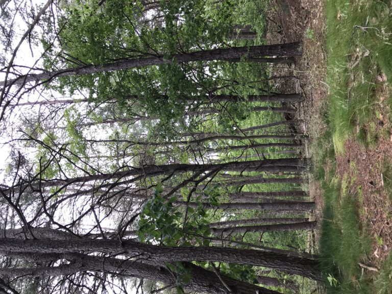 a wood of pine trees