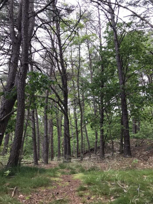 a wood of pine trees