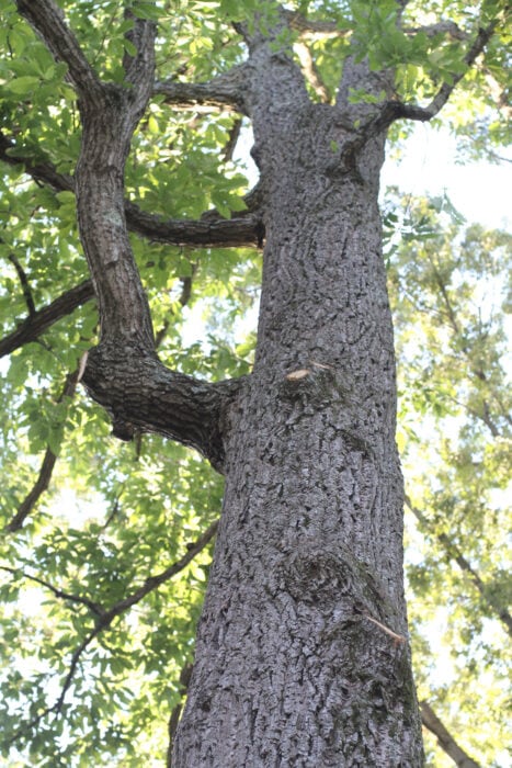 trimmed oak tree