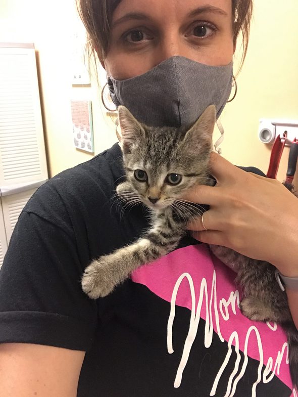 kitten from the cat shelter