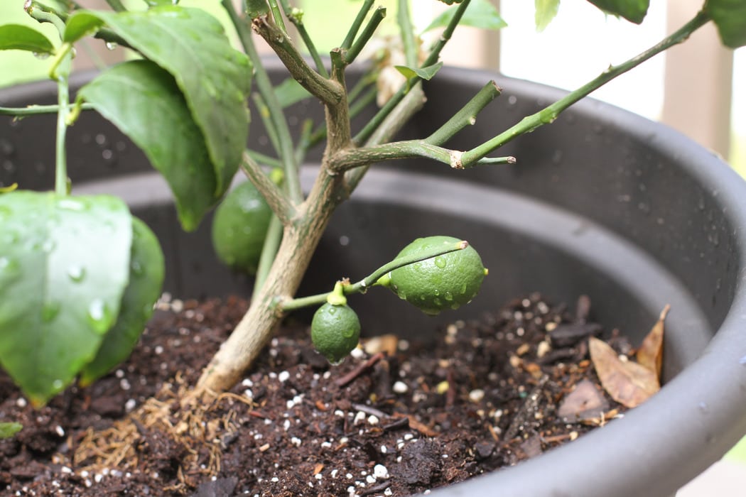 baby lemons on a lemon tree
