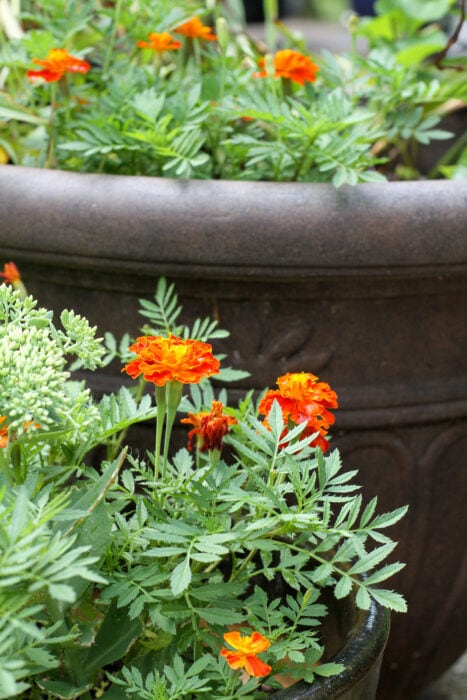 red and orange marigolds