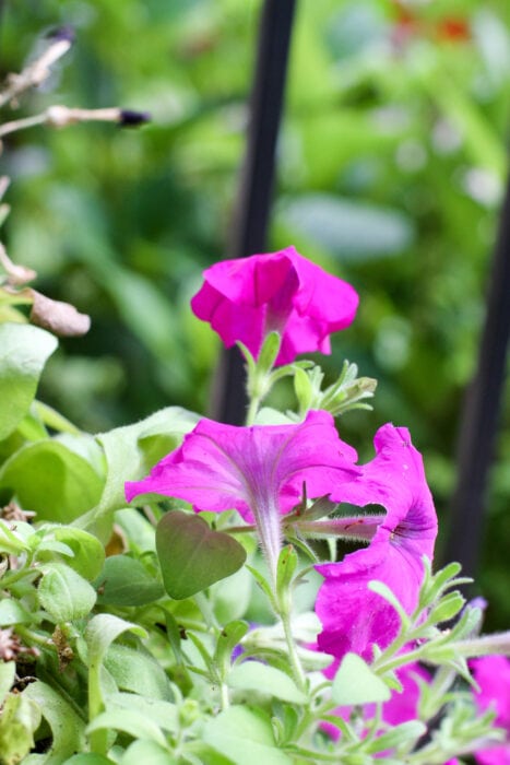 Pink geraniums