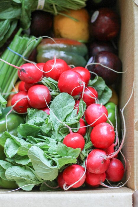 two big bunches of radishes