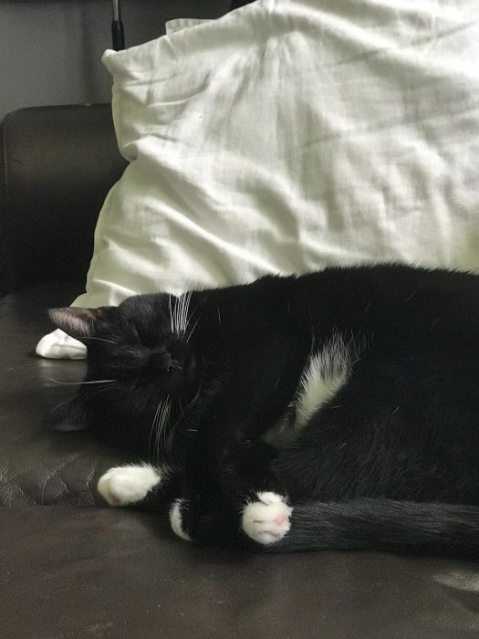 tuxedo cat sleeping