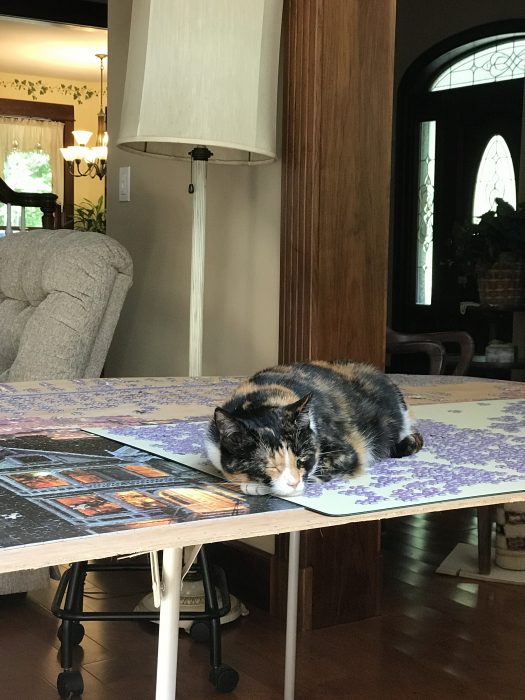 Calico cat sleeping on puzzle