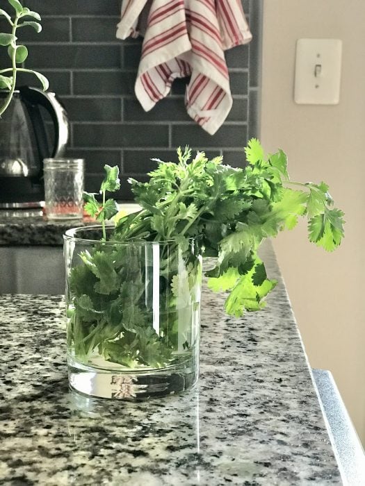 revived cilantro