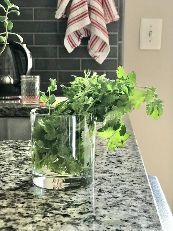 revived cilantro in a glass of water.